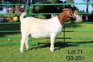 1X BOER GOAT PREGNANT STUD DOE SAKKIE EN NICKY NELL BOERBOKKE