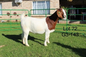 1X BOER GOAT PREGNANT FLOCK DOE SAKKIE EN NICKY NELL BOERBOKKE