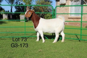 1X BOER GOAT PREGNANT STUD DOE SAKKIE EN NICKY NELL BOERBOKKE