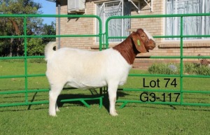 1X BOER GOAT FLOCK ON COLOR DOE SAKKIE EN NICKY NELL BOERBOKKE