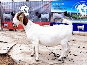 1X BOER GOAT PREGNANT FLOCK DOE OPPIEDAK BOERDERY