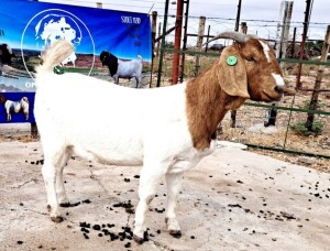 WITHDRAWN - 1X BOER GOAT DOE OPPIEDAK BOERDERY