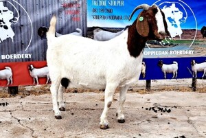 1X BOER GOAT FLOCK DOE OPPIEDAK BOERDERY