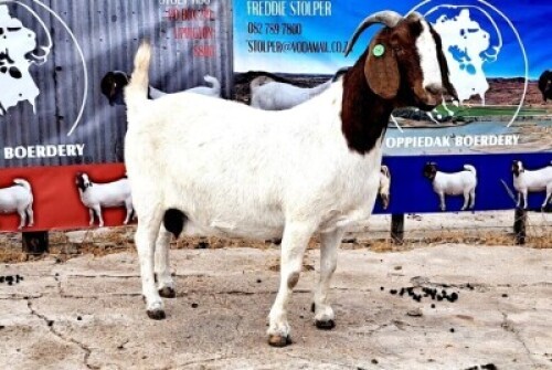 1X BOER GOAT FLOCK DOE OPPIEDAK BOERDERY