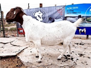 1X BOER GOAT FLOCK DOE OPPIEDAK BOERDERY