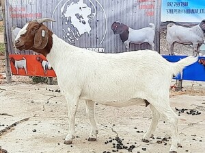 1X BOER GOAT FLOCK DOE OPPIEDAK BOERDERY