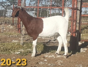 1 x BOERBOKKE OOI/EWE Bertie Aucamp - KUDDE/FLOCK