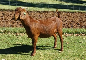 1X KALAHARI RED PREGNANT FLOCK DOE AUCAMP BOERDERY