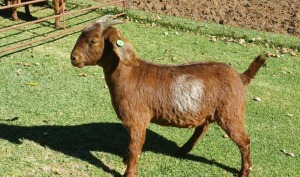 1X KALAHARI RED PREGNANT FLOCK DOE AUCAMP BOERDERY