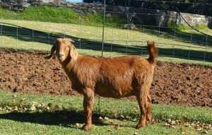 1X KALAHARI RED PREGNANT FLOCK DOE AUCAMP BOERDERY