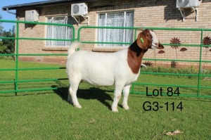 1X BOER GOAT PREGNANT STUD DOE SAKKIE EN NICKY NELL BOERBOKKE