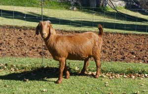 1X KALAHARI RED PREGNANT FLOCK DOE AUCAMP BOERDERY