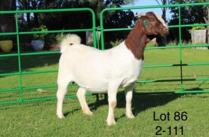 1X BOER GOAT PREGNANT STUD DOE SAKKIE EN NICKY NELL BOERBOKKE