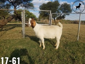 1 x BOERBOKKE OOI/EWE TJ Fleedwood - KUDDE/FLOCK