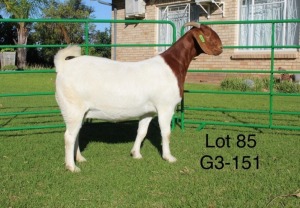 1X BOER GOAT PREGNANT FLOCK DOE SAKKIE EN NICKY NELL BOERBOKKE