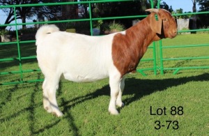 1X BOER GOAT PREGNANT FLOCK ON COLOUR DOE SAKKIE EN NICKY NELL BOERBOKKE