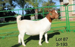 1X BOER GOAT PREGNANT FLOCK DOE SAKKIE EN NICKY NELL BOERBOKKE