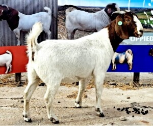 WITHDRAWN - 1X BOER GOAT DOE OPPIEDAK BOERDERY