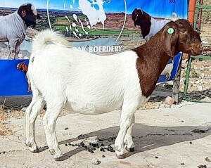 1X BOER GOAT FLOCK DOE OPPIEDAK BOERDERY