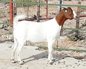 1X BOER GOAT PREGNANT FLOCK DOE OPPIEDAK BOERDERY