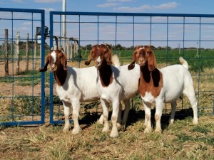 3 x BOERBOKKE OOI/EWE - 1 X KUDDE, 2 X STOET Hennie Enslin (PER STUK OM LOT TE NEEM)