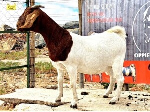 1X BOER GOAT PREGNANT FLOCK DOE OPPIEDAK BOERDERY