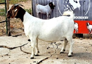 WITHDRAWN - 1X BOER GOAT DOE OPPIEDAK BOERDERY