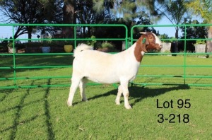 1X BOER GOAT PREGNANT FLOCK DOE SAKKIE EN NICKY NELL BOERBOKKE