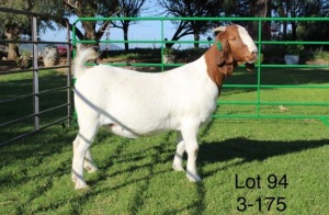 1X BOER GOAT PREGNANT FLOCK ON COLOUR DOE SAKKIE EN NICKY NELL BOERBOKKE