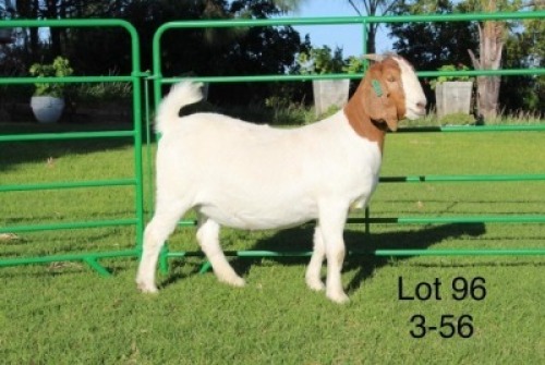 1X BOER GOAT PREGNANT FLOCK DOE SAKKIE EN NICKY NELL BOERBOKKE