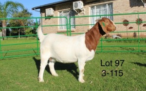 1X BOER GOAT PREGNANT FLOCK DOE SAKKIE EN NICKY NELL BOERBOKKE