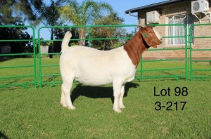 1X BOER GOAT FLOCK DOE SAKKIE EN NICKY NELL BOERBOKKE