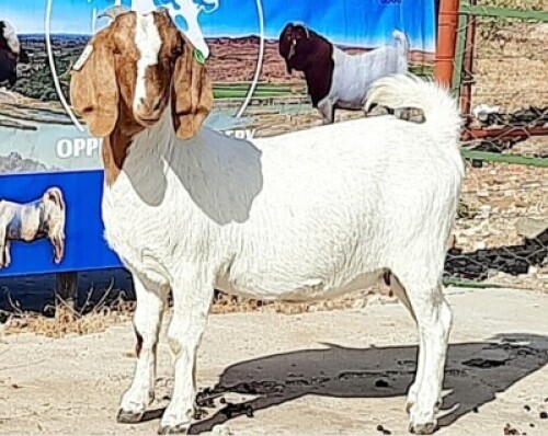 1X BOER GOAT PREGNANT FLOCK DOE OPPIEDAK BOERDERY