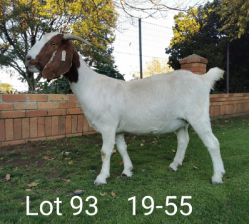 1 x BOERBOKKE OOI/EWE Suzanne v Dyk - KUDDE/FLOCK