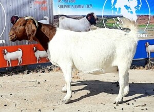 1X BOER GOAT FLOCK DOE OPPIEDAK BOERDERY