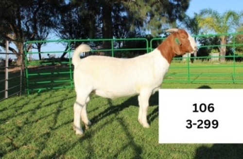 1X BOER GOAT PREGNANT STUD DOE SAKKIE EN NICKY NELL BOERBOKKE