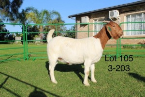 1X BOER GOAT PREGNANT FLOCK ON COLOUR DOE SAKKIE EN NICKY NELL BOERBOKKE