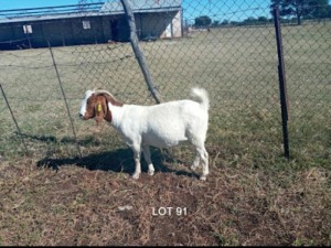 1 x BOERBOKKE OOI/EWE T Mahura - KUDDE/FLOCK