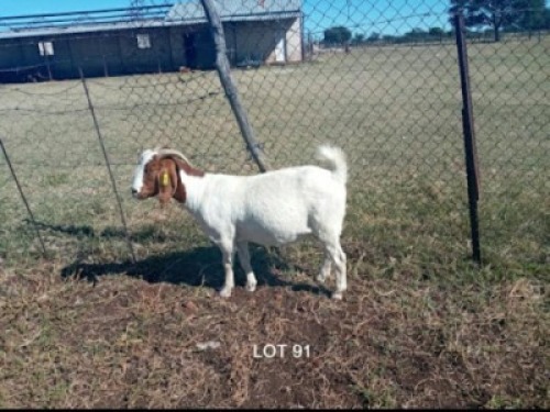 1 x BOERBOKKE OOI/EWE T Mahura - KUDDE/FLOCK
