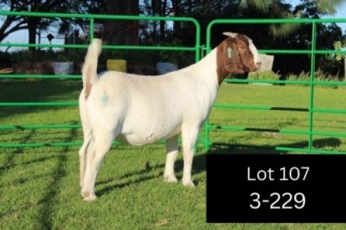 1X BOER GOAT PREGNANT STUD DOE SAKKIE EN NICKY NELL BOERBOKKE