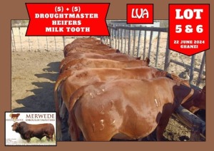 5X DROUGHTMASTER HEIFER MERWEDE DROUGHTMASTER