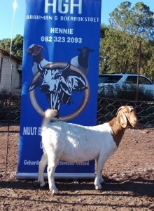 1 x BOERBOKKE OOI/EWE Hennie Enslin - KUDDE/FLOCK