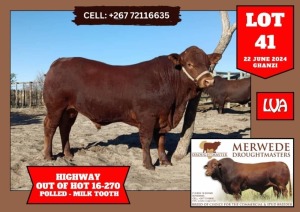1X DROUGHTMASTER BULL MERWEDE DROUGHTMASTER