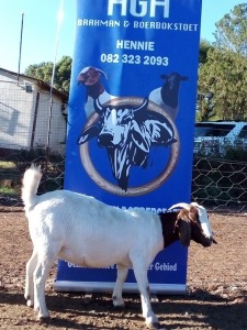 1 x BOERBOKKE OOI/EWE Hennie Enslin - KUDDE/FLOCK