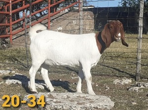 1 x BOERBOKKE OOI/EWE Bertie Aucamp - KUDDE/FLOCK