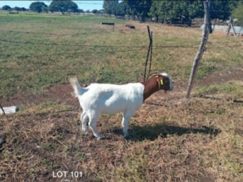 1 x BOERBOKKE OOI/EWE T Mahura - PS