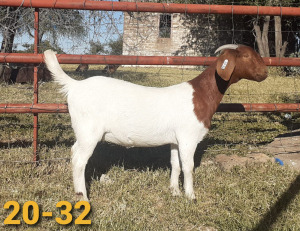 1 x BOERBOKKE OOI/EWE Bertie Aucamp - KUDDE/FLOCK