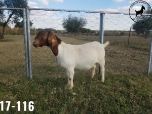 1 x BOERBOKKE OOI/EWE TJ Fleedwood - KUDDE/FLOCK