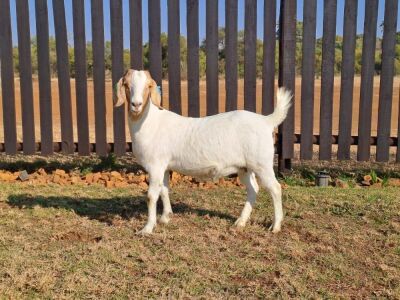 1X BOER GOAT DOE TWEERIVIER BOERBOK STOET