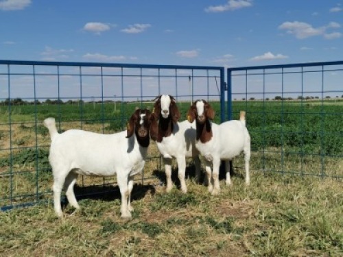 3 x BOERBOKKE OOI/EWE 1X KUDD, 2X STOET Hennie Enslin (Pay per Piece to take the lot)
